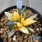 Ariocarpus kotschoubeyanus elephantidens hybrid variegated