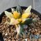 Ariocarpus kotschoubeyanus elephantidens hybrid variegated