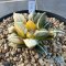 Ariocarpus kotschoubeyanus elephantidens hybrid variegated