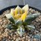 Ariocarpus kotschoubeyanus elephantidens hybrid variegated