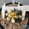 Ariocarpus kotschoubeyanus elephantidens hybrid variegated