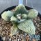 Ariocarpus retusus x godzilla (cv yellow)
