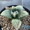 Ariocarpus retusus x godzilla (cv yellow)