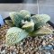 Ariocarpus retusus x godzilla (cv yellow)