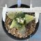 Ariocarpus retusus x godzilla (cv yellow)