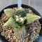 Ariocarpus retusus x godzilla (cv yellow)