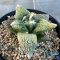 Ariocarpus retusus x godzilla (cv yellow)