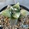 Ariocarpus retusus x godzilla (cv yellow)