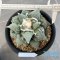 Ariocarpus cauliflower
