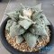 Ariocarpus cauliflower