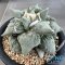 Ariocarpus cauliflower