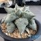 Ariocarpus cauliflower