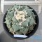 Ariocarpus cauliflower