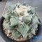 Ariocarpus cauliflower