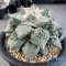 Ariocarpus cauliflower