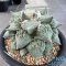 Ariocarpus cauliflower