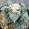 Ariocarpus cauliflower