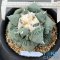 Ariocarpus cauliflower