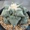 Ariocarpus cauliflower