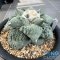 Ariocarpus cauliflower