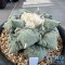 Ariocarpus cauliflower