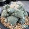 Ariocarpus cauliflower