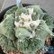 Ariocarpus cauliflower