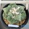 Ariocarpus cauliflower