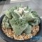 Ariocarpus cauliflower