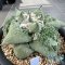 Ariocarpus cauliflower