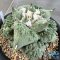 Ariocarpus cauliflower