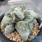 Ariocarpus cauliflower