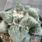 Ariocarpus cauliflower