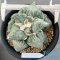 Ariocarpus cauliflower