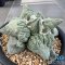 Ariocarpus cauliflower