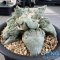 Ariocarpus cauliflower