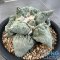Ariocarpus cauliflower