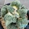 Ariocarpus cauliflower