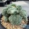 Ariocarpus cauliflower
