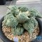 Ariocarpus cauliflower