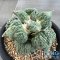 Ariocarpus cauliflower