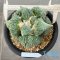 Ariocarpus cauliflower