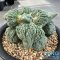 Ariocarpus cauliflower