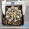 Copiapoa cinerea