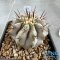 Copiapoa cinerea