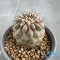 Copiapoa cinerea