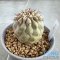 Copiapoa cinerea