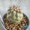 Copiapoa cinerea