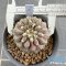 Copiapoa cinerea