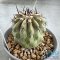 Copiapoa cinerea